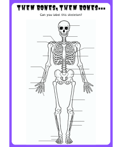 Skeleton diagram to label.