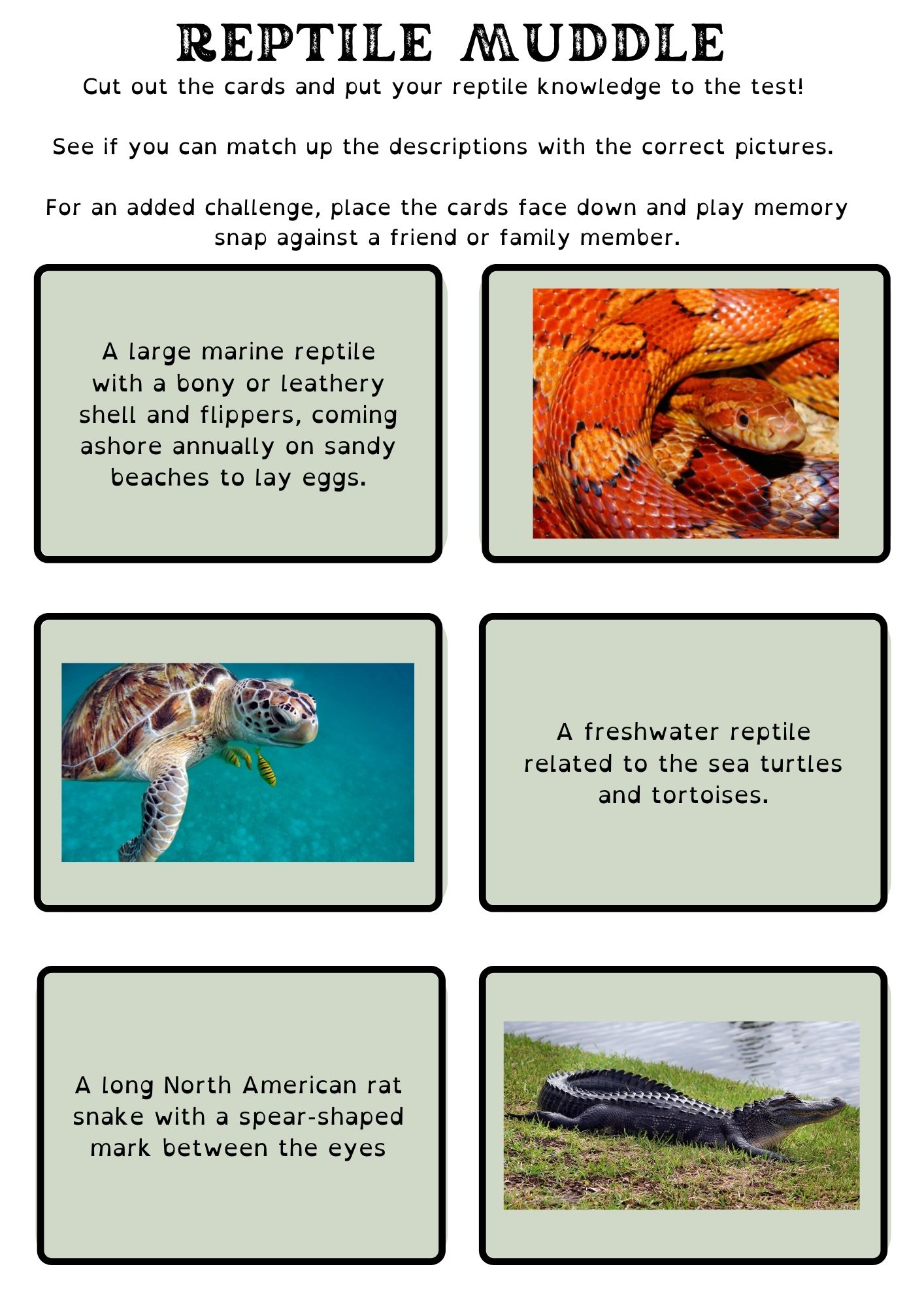 Reptile Activity Pack - Curious Little Monkeys Educational Resources